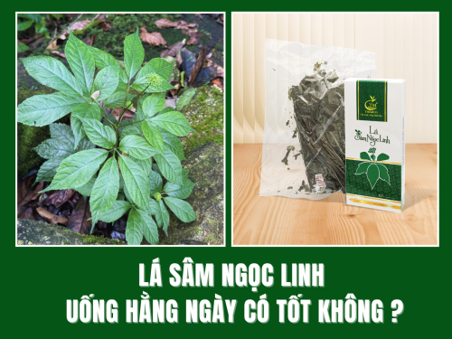 Tác dụng của lá sâm Ngọc Linh: Uống hằng ngày có tốt không?